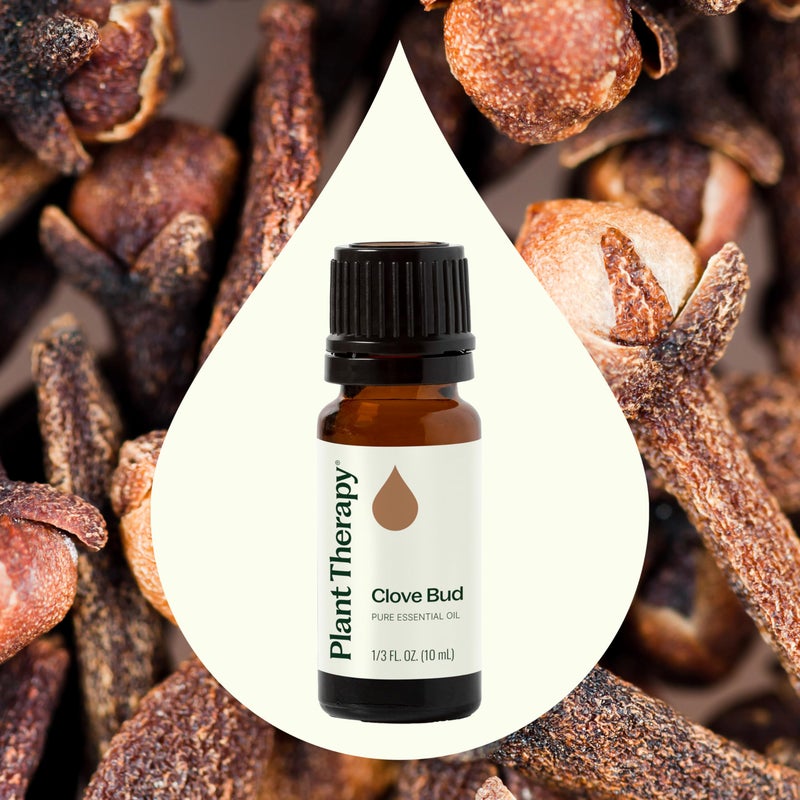 Plant Therapy Clove Bud Essential Oil 10 mL (1/3 oz), 100% Pure, Undiluted, Natural Aromatherapy, Immune Support, Sore Muscle & Joint Relief - Image 3